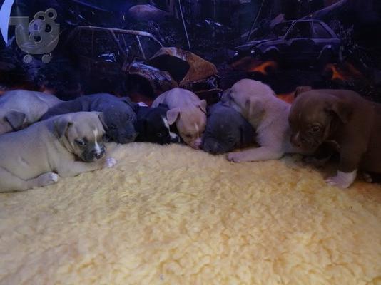 PoulaTo: Active Male And Female American PITBULL Puppies for sale